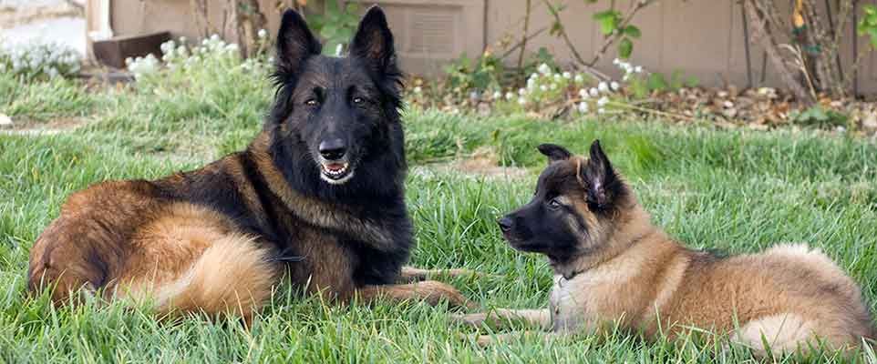 Haute Volée Belgian Tervuren – Breeding 